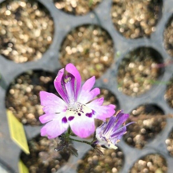 Schizanthus pinnatus Çiçek