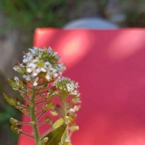 Lepidium heterophyllum Květ