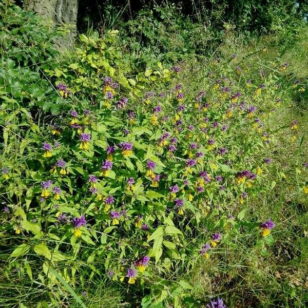 Melampyrum subalpinum Blomst