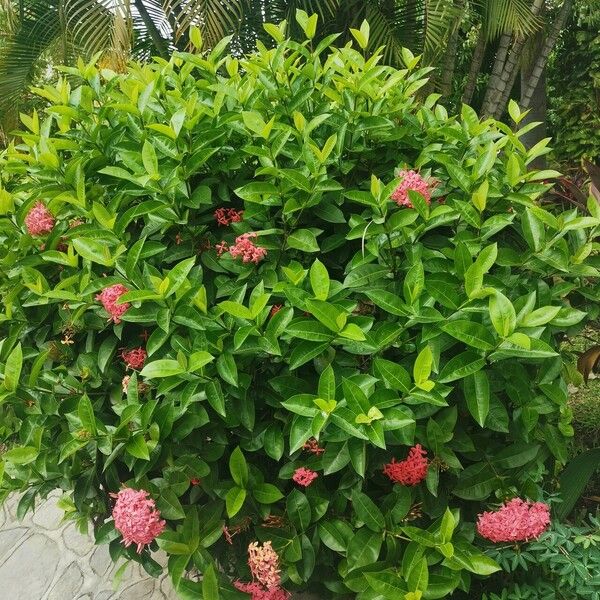 Ixora chinensis ശീലം