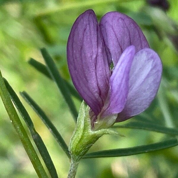 Vicia peregrina Floare