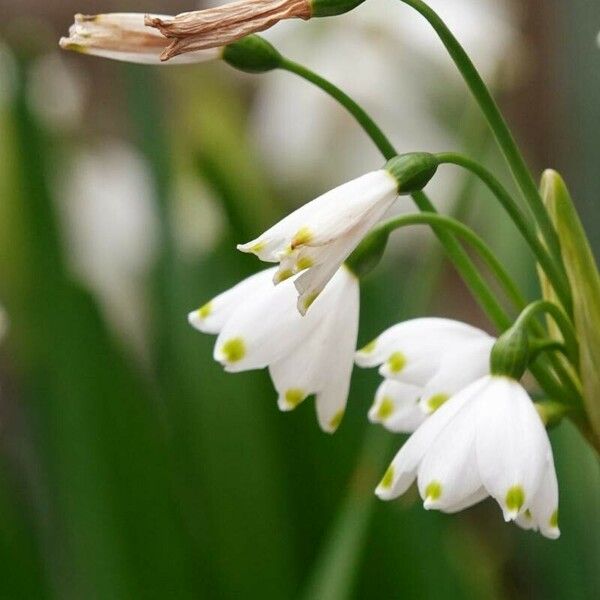 Leucojum aestivum Virág