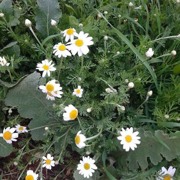 Anthemis arvensis Habitus