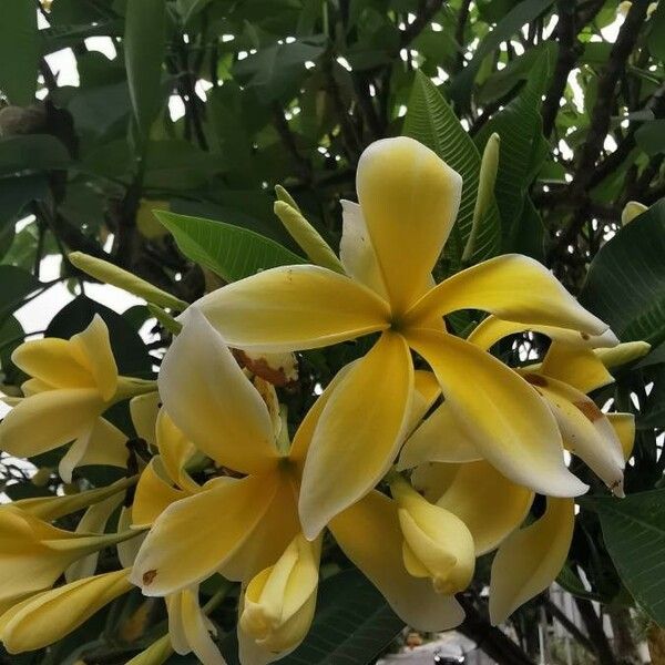 Plumeria rubra Kukka