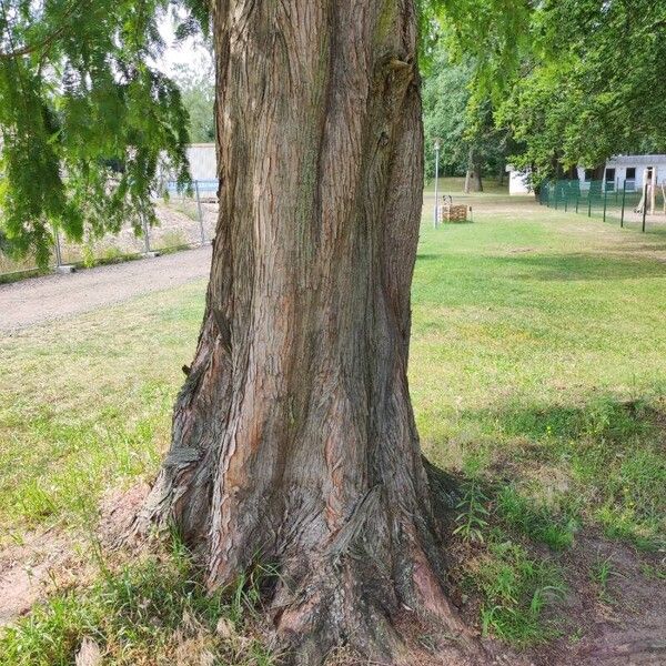 Metasequoia glyptostroboides Schors