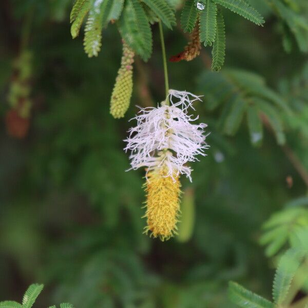 Dichrostachys cinerea Цветок