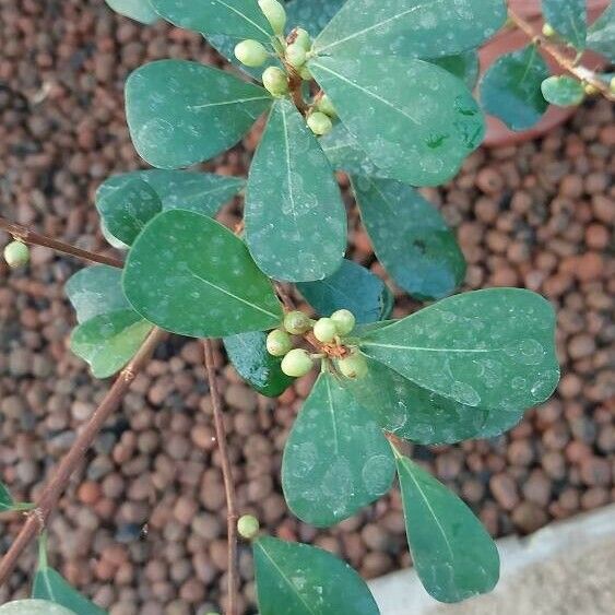 Ficus lingua Blad