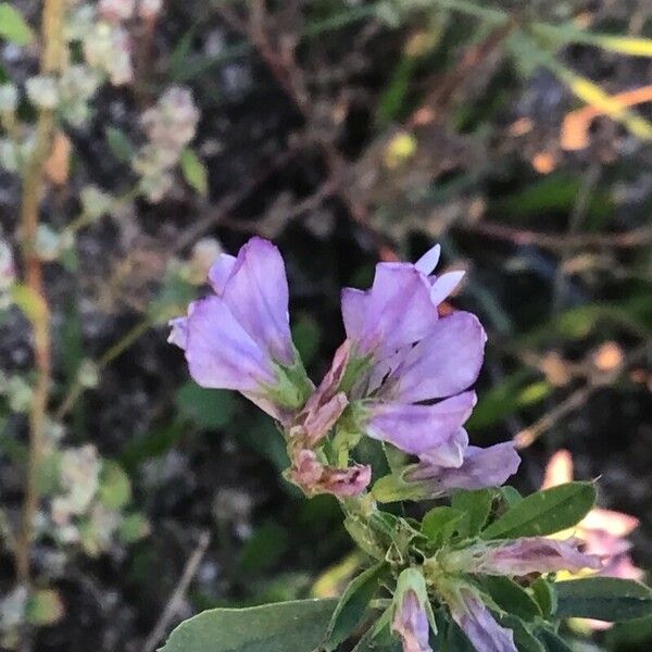 Medicago × varia Květ