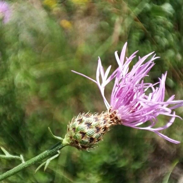 Centaurea stoebe Kukka