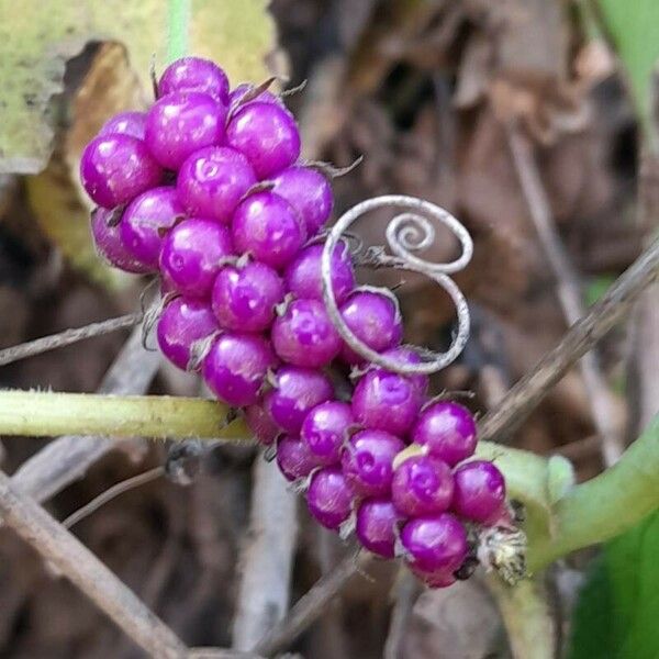 Lantana trifolia Φρούτο