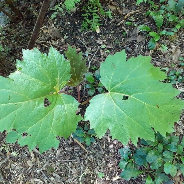 Rheum palmatum Blad