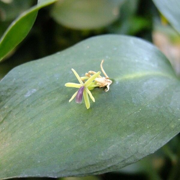 Ruscus hypoglossum autre