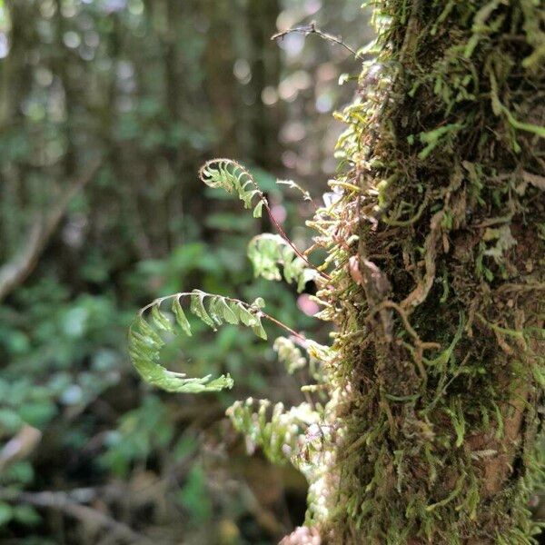 Hymenophyllum peltatum List