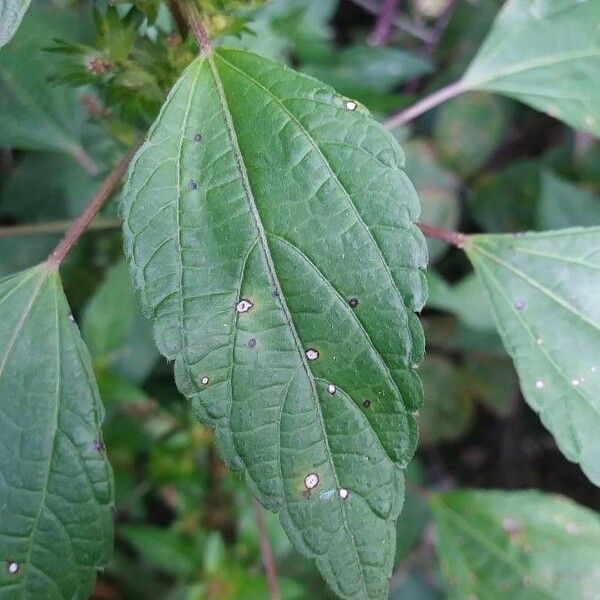 Acalypha virginica Blatt