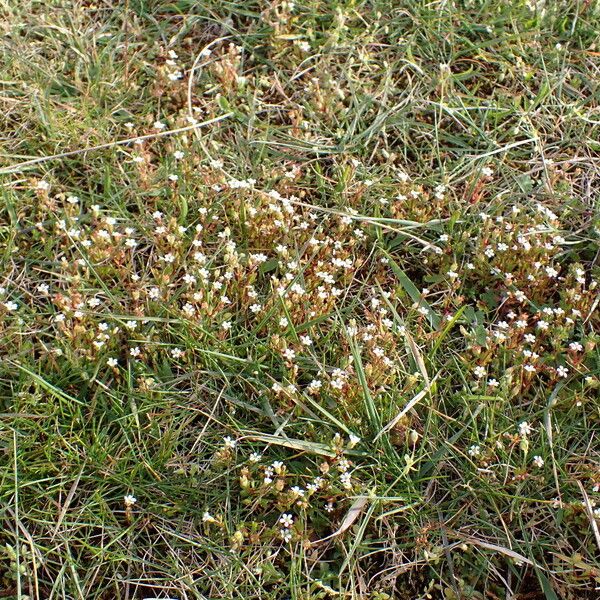 Saxifraga tridactylites Ostatní