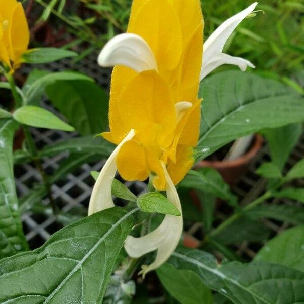 Pachystachys lutea Flor