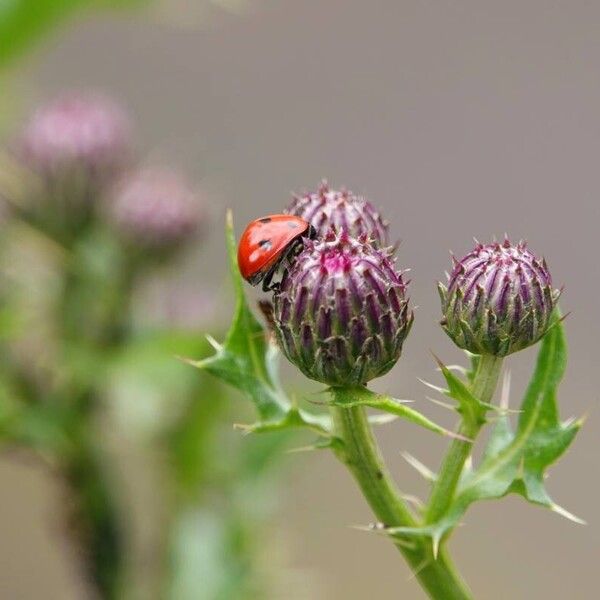 Cirsium arvense Φύλλο