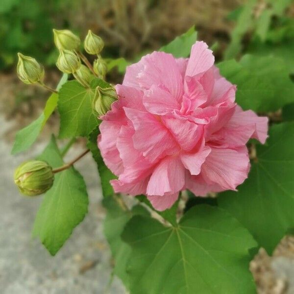 Hibiscus mutabilis 花