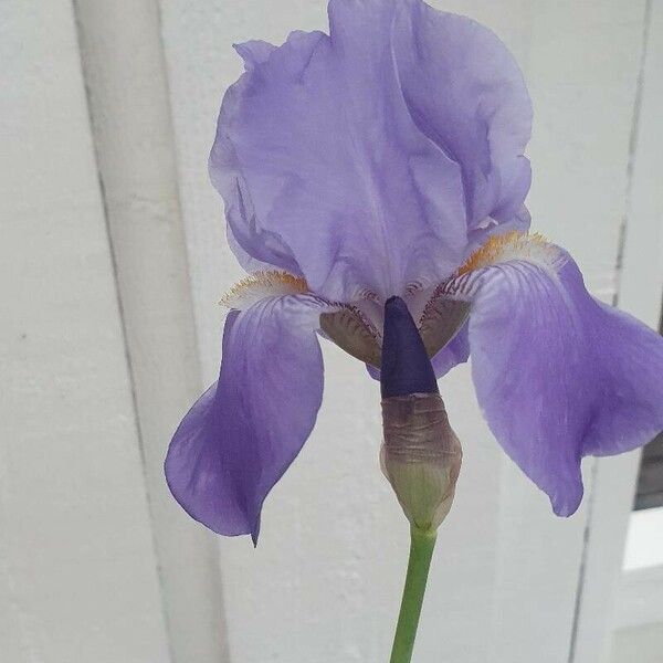 Iris pallida Flor