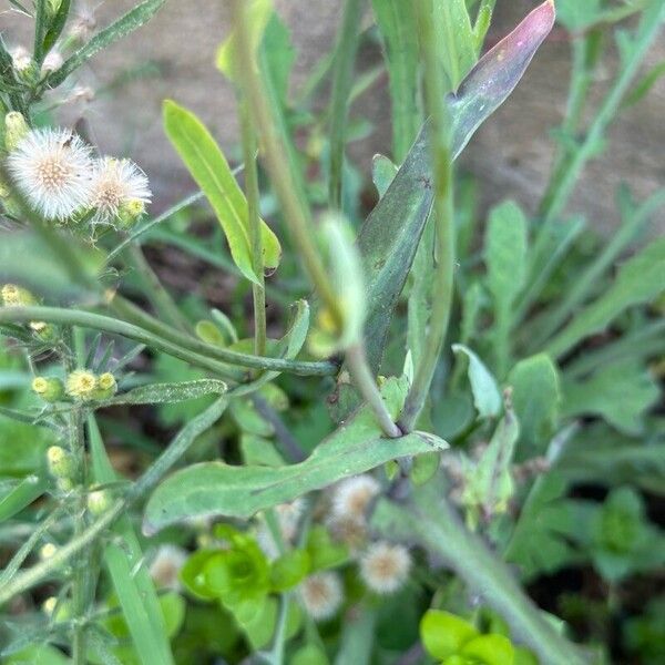 Reichardia picroides Leaf