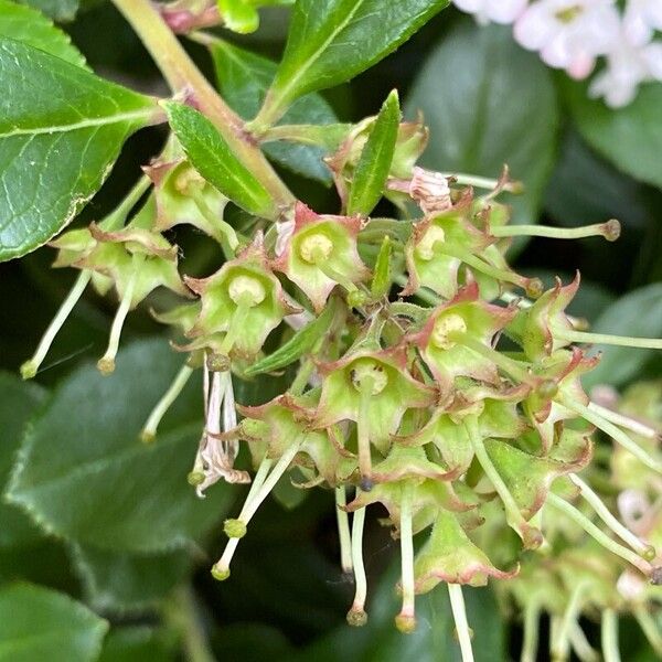 Escallonia rubra Fruit