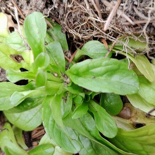 Valeriana locusta Leaf