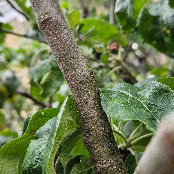 Malus domestica Rhisgl