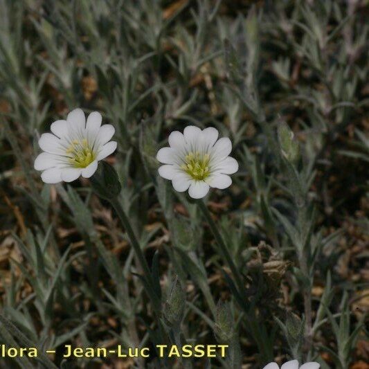 Cerastium boissierianum 花