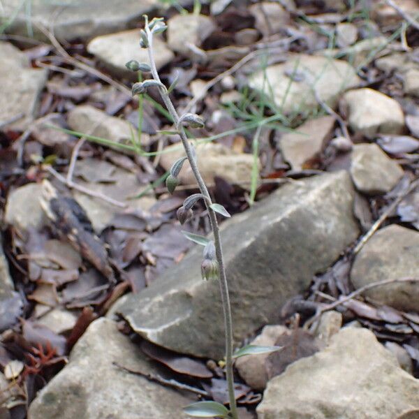 Epipactis microphylla 形態