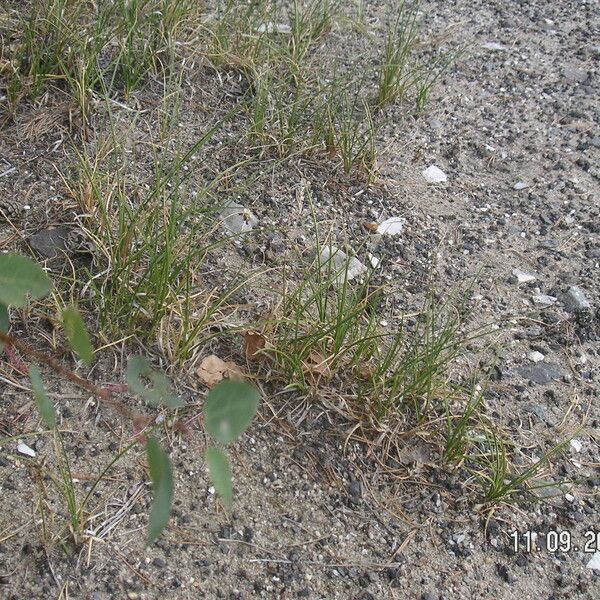 Carex arenaria Habit