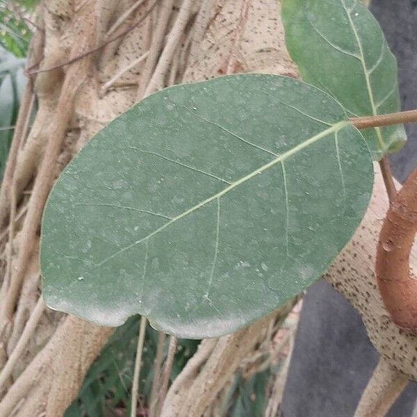 Ficus lutea Blad