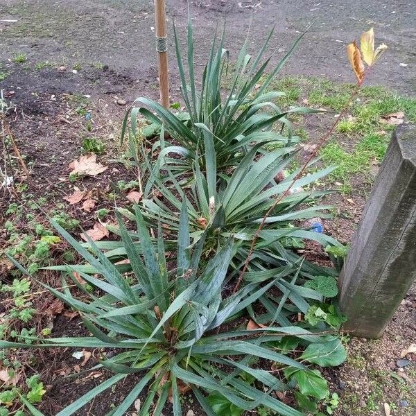 Yucca filamentosa Pokrój