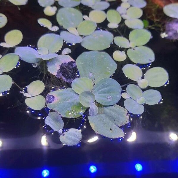 Pistia stratiotes 葉