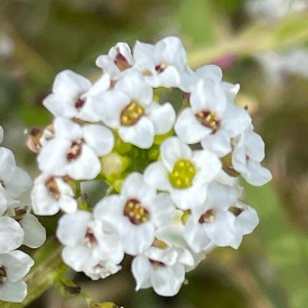 Lobularia maritima Kwiat