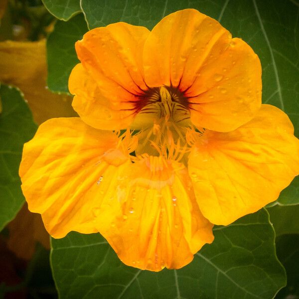 Tropaeolum majus Цвят