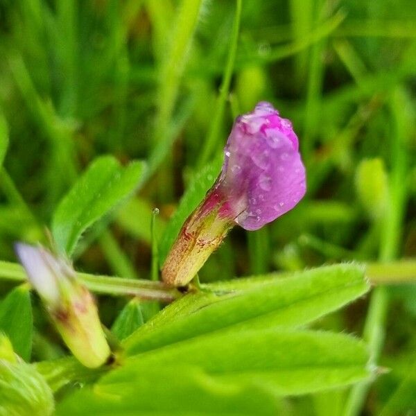 Vicia lathyroides Flower