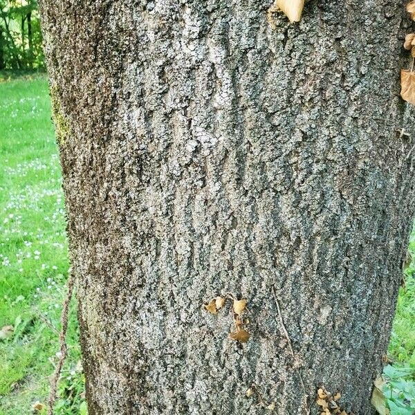 Carya illinoinensis Žievė