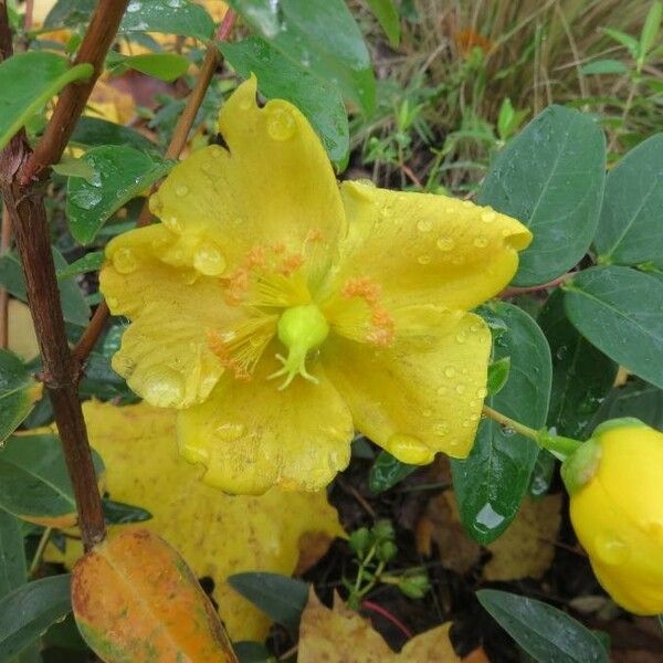 Hypericum calycinum Цвят