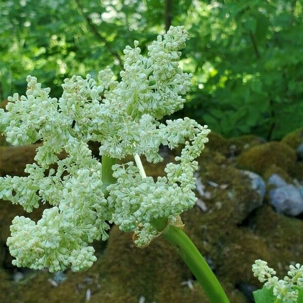 Rheum rhaponticum Flower