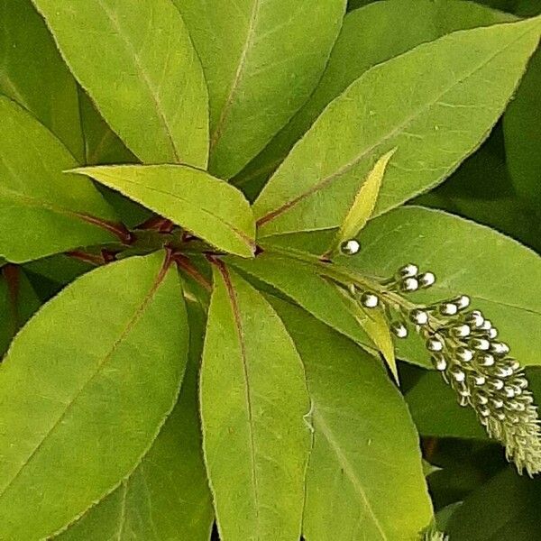 Lysimachia clethroides Hoja