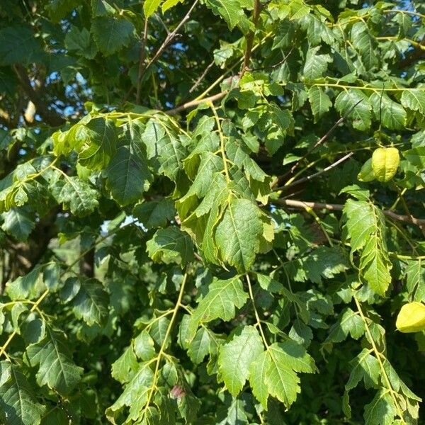 Koelreuteria paniculata 叶