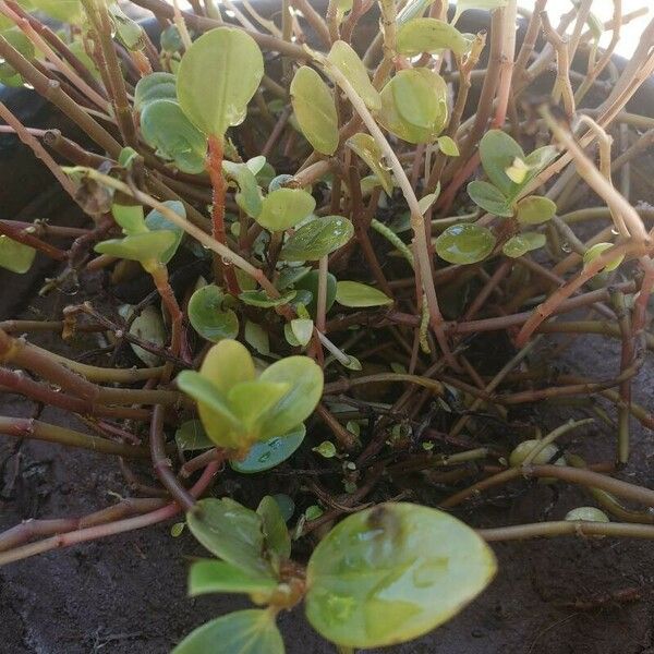 Peperomia rotundifolia Blad