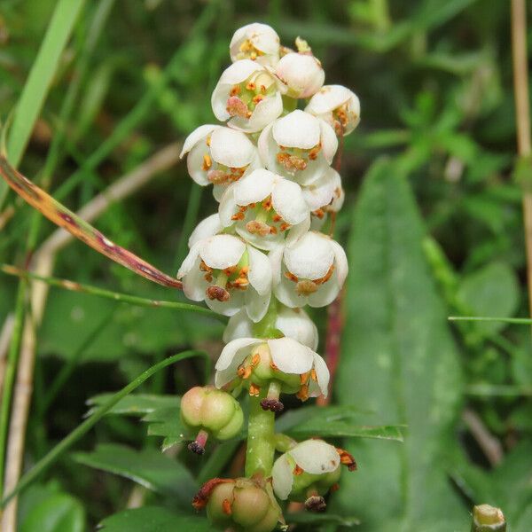 Pyrola minor Květ