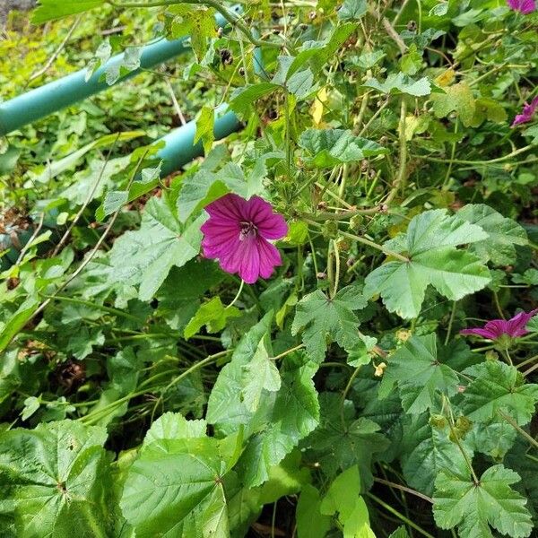 Malva arborea Bloem