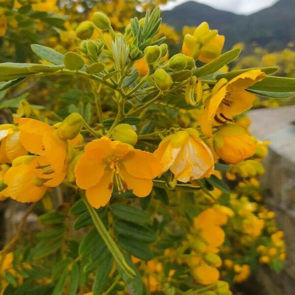 Senna multiglandulosa 花