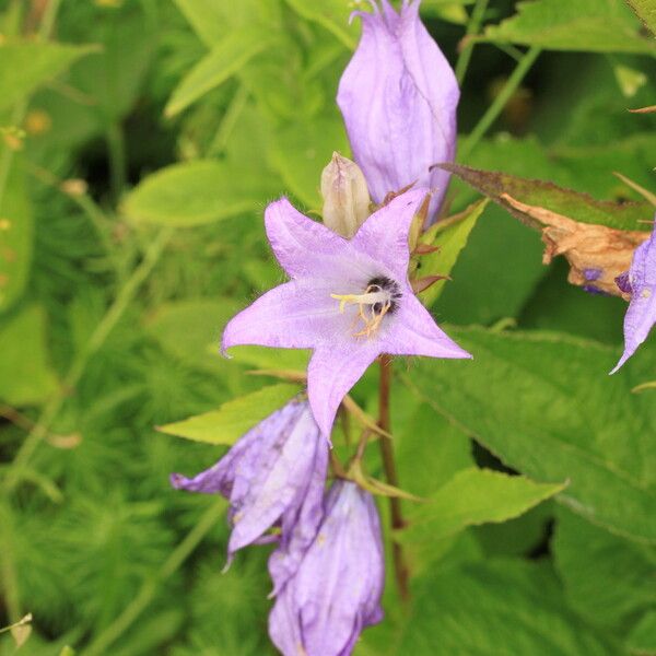 Campanula latifolia Цветок