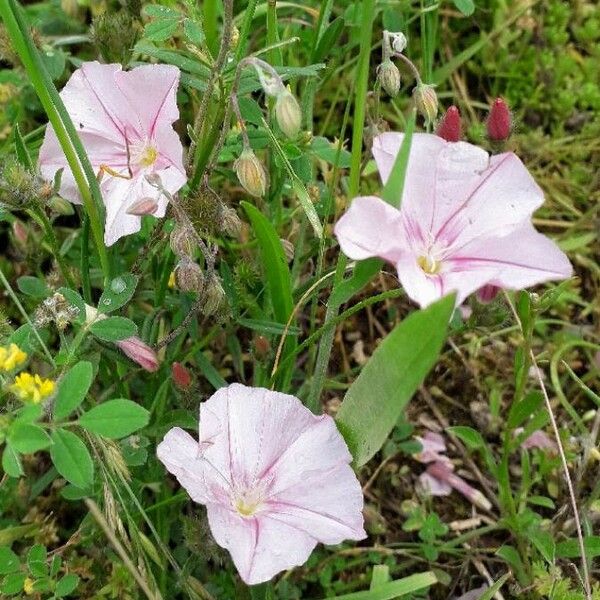 Convolvulus cantabrica Flor