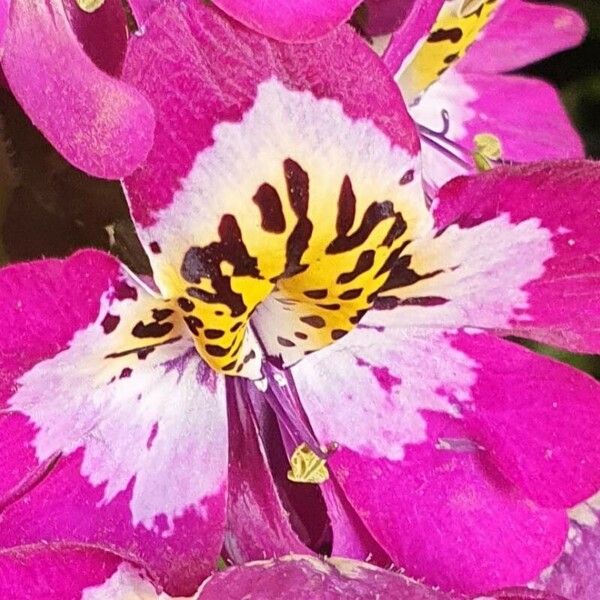 Schizanthus pinnatus Flower