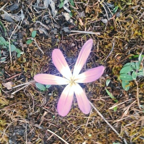 Colchicum lusitanum ফুল