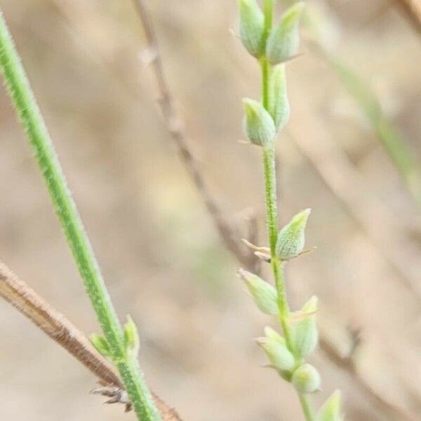 Lavandula coronopifolia Fruit